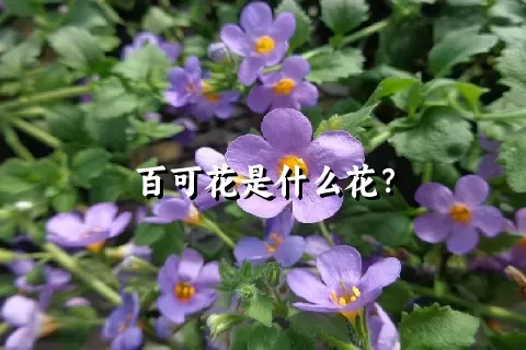 百可花是什么花？