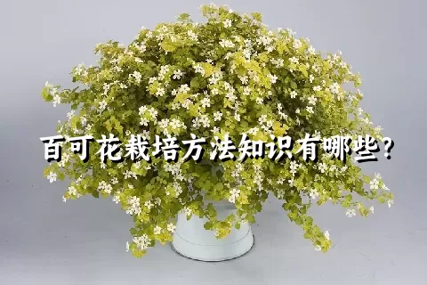 百可花栽培方法知识有哪些？