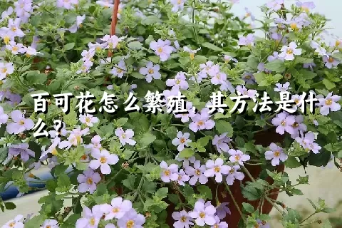 百可花怎么繁殖，其方法是什么？