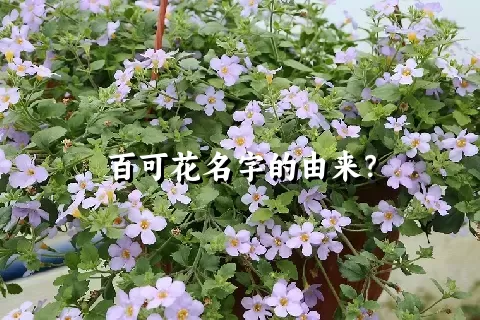 百可花名字的由来？