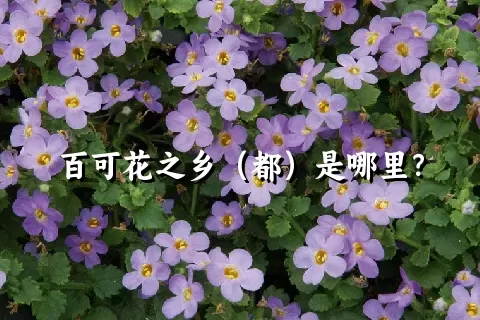 百可花之乡（都）是哪里？