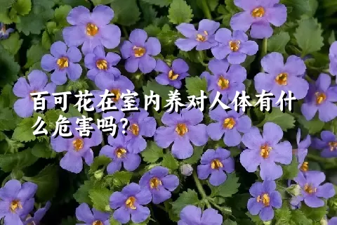 百可花在室内养对人体有什么危害吗？