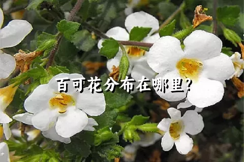 百可花分布在哪里?