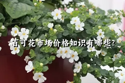 百可花市场价格知识有哪些？