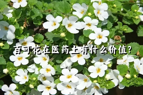 百可花在医药上有什么价值？