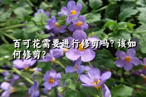 百可花需要进行修剪吗？该如何修剪？