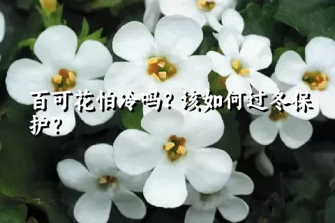 百可花怕冷吗？该如何过冬保护？