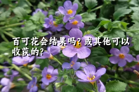 百可花会结果吗？或其他可以收获的？