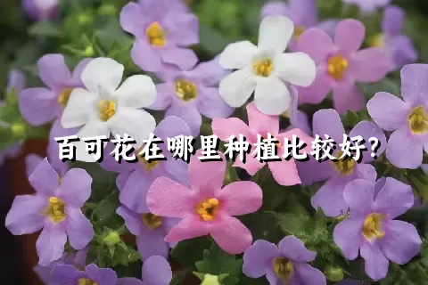 百可花在哪里种植比较好？