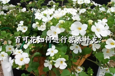 百可花如何进行营养补充？