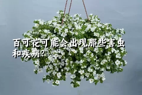 百可花可能会出现那些害虫和疾病？