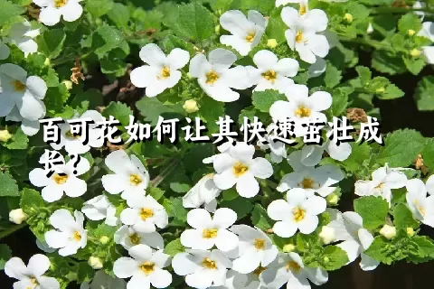 百可花如何让其快速茁壮成长？