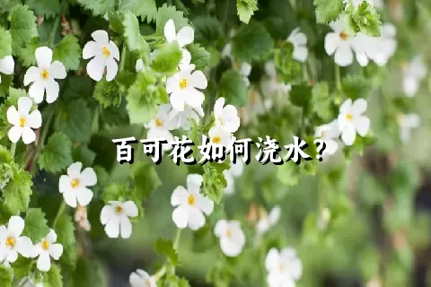 百可花如何浇水？