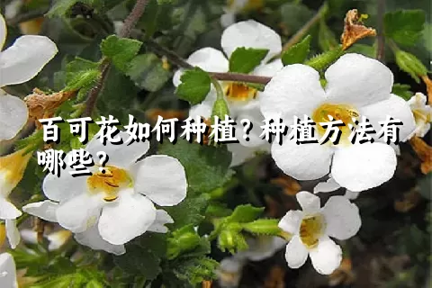 百可花如何种植？种植方法有哪些？