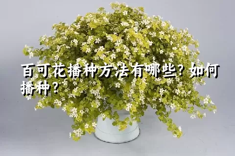 百可花播种方法有哪些？如何播种？