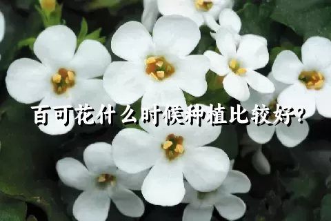 百可花什么时候种植比较好？