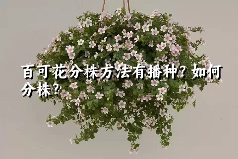 百可花分株方法有播种？如何分株？