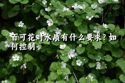 百可花对水质有什么要求？如何控制