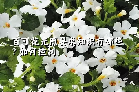 百可花光照要求知识有哪些？如何控制