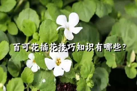 百可花插花技巧知识有哪些？