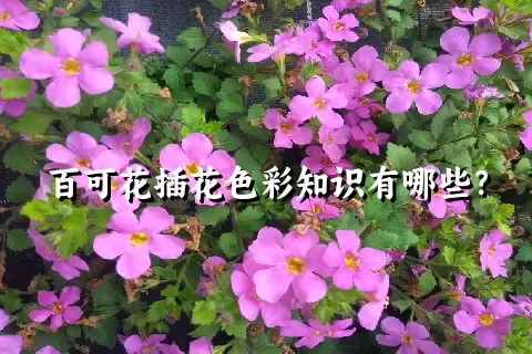 百可花插花色彩知识有哪些？