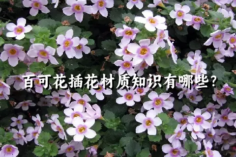 百可花插花材质知识有哪些？