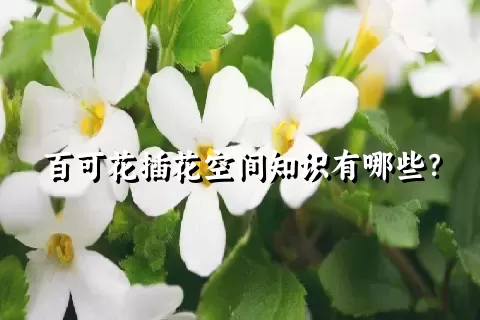 百可花插花空间知识有哪些？