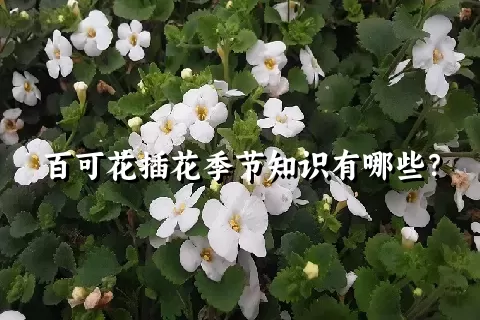 百可花插花季节知识有哪些？