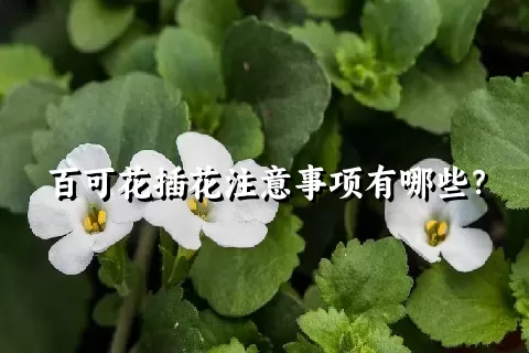 百可花插花注意事项有哪些？