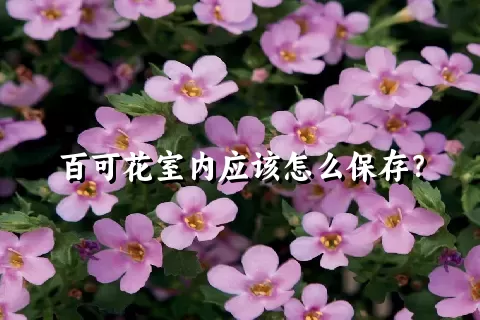 百可花室内应该怎么保存？