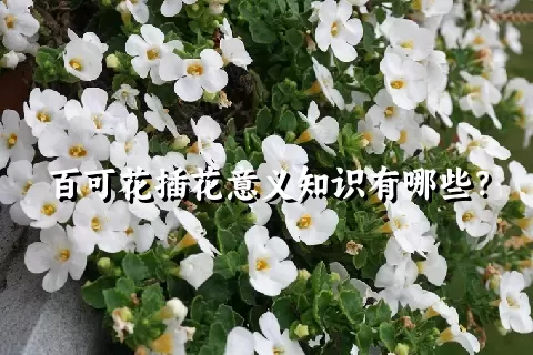 百可花插花意义知识有哪些？