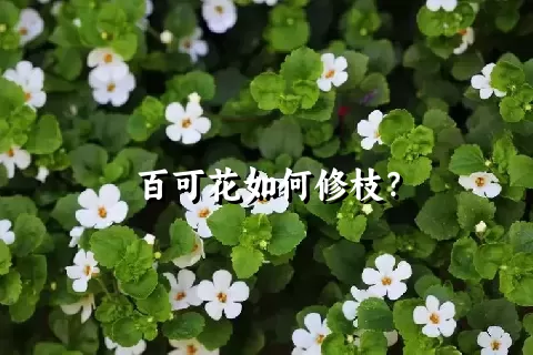 百可花如何修枝？