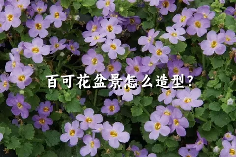 百可花盆景怎么造型？