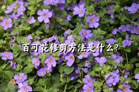 百可花修剪方法是什么？