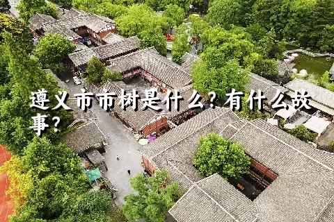 遵义市市树是什么？有什么故事？