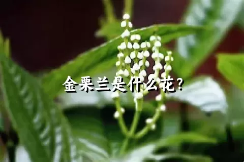 金栗兰是什么花？