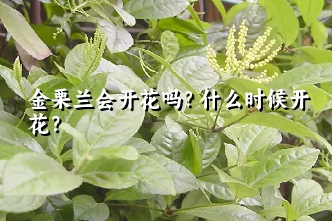 金栗兰会开花吗？什么时候开花？