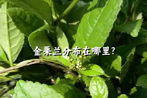 金栗兰分布在哪里?