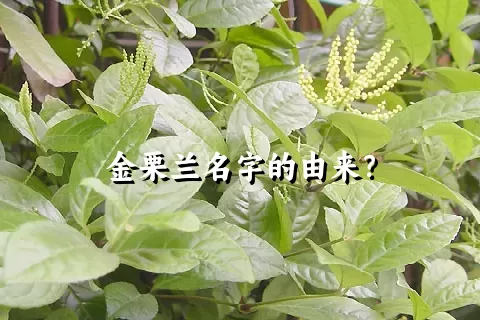 金栗兰名字的由来？