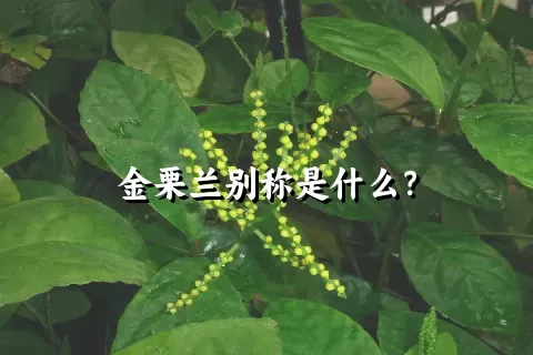 金栗兰别称是什么？