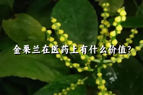 金栗兰在医药上有什么价值？