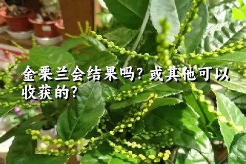 金栗兰会结果吗？或其他可以收获的？