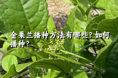 金栗兰播种方法有哪些？如何播种？