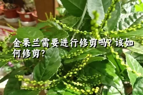 金栗兰需要进行修剪吗？该如何修剪？