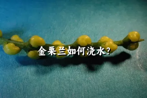 金栗兰如何浇水？