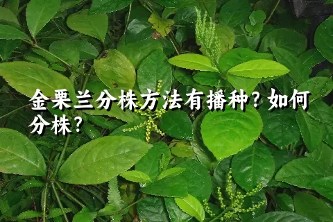 金栗兰分株方法有播种？如何分株？