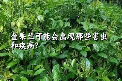 金栗兰可能会出现那些害虫和疾病？