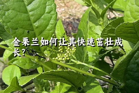 金栗兰如何让其快速茁壮成长？