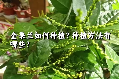 金栗兰如何种植？种植方法有哪些？