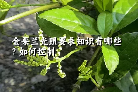 金栗兰光照要求知识有哪些？如何控制